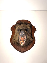 Wild Boar Taxidermy Head on Wooden Shield