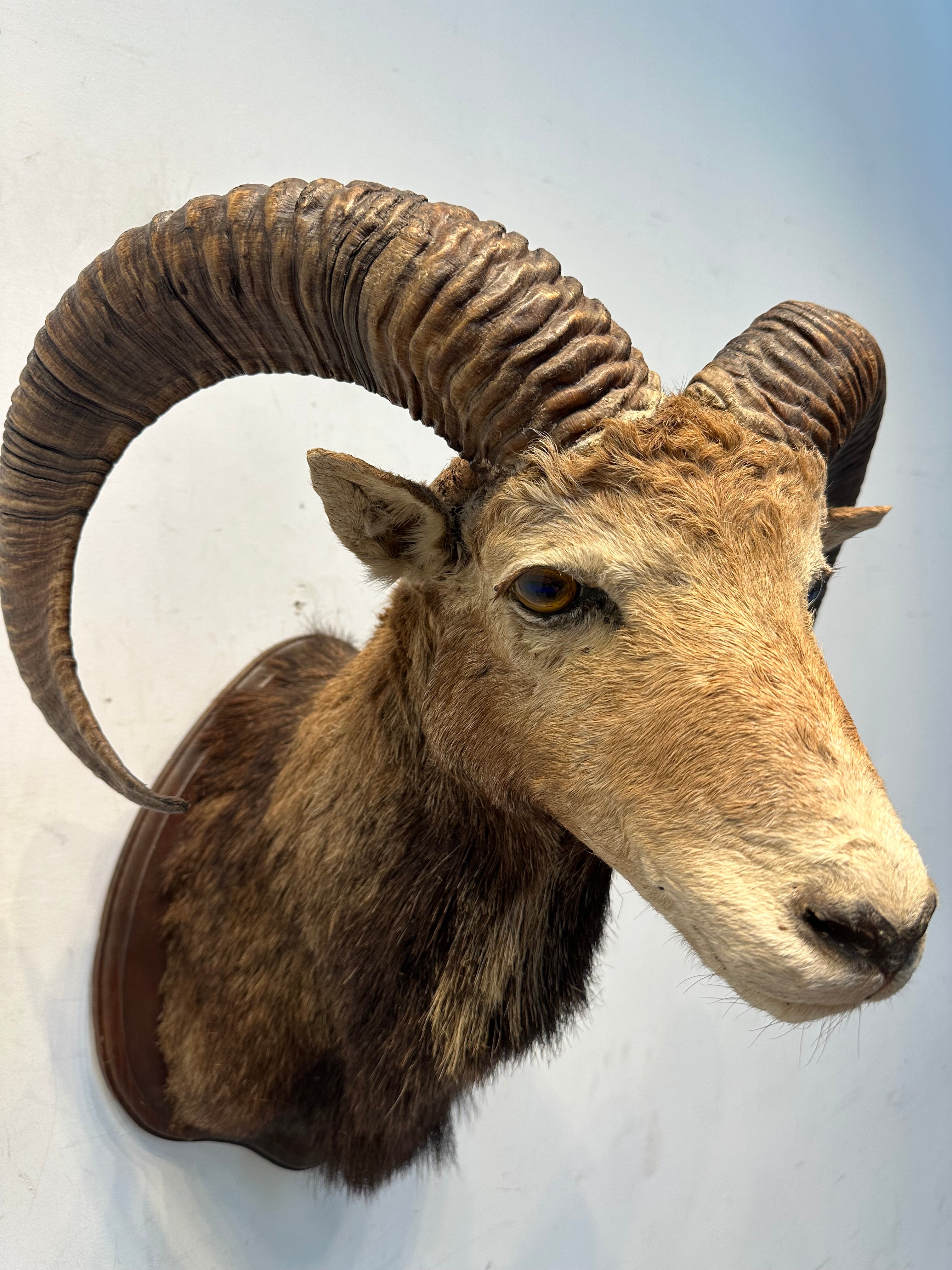 Taxidermy Ram Head | Troc Leuven