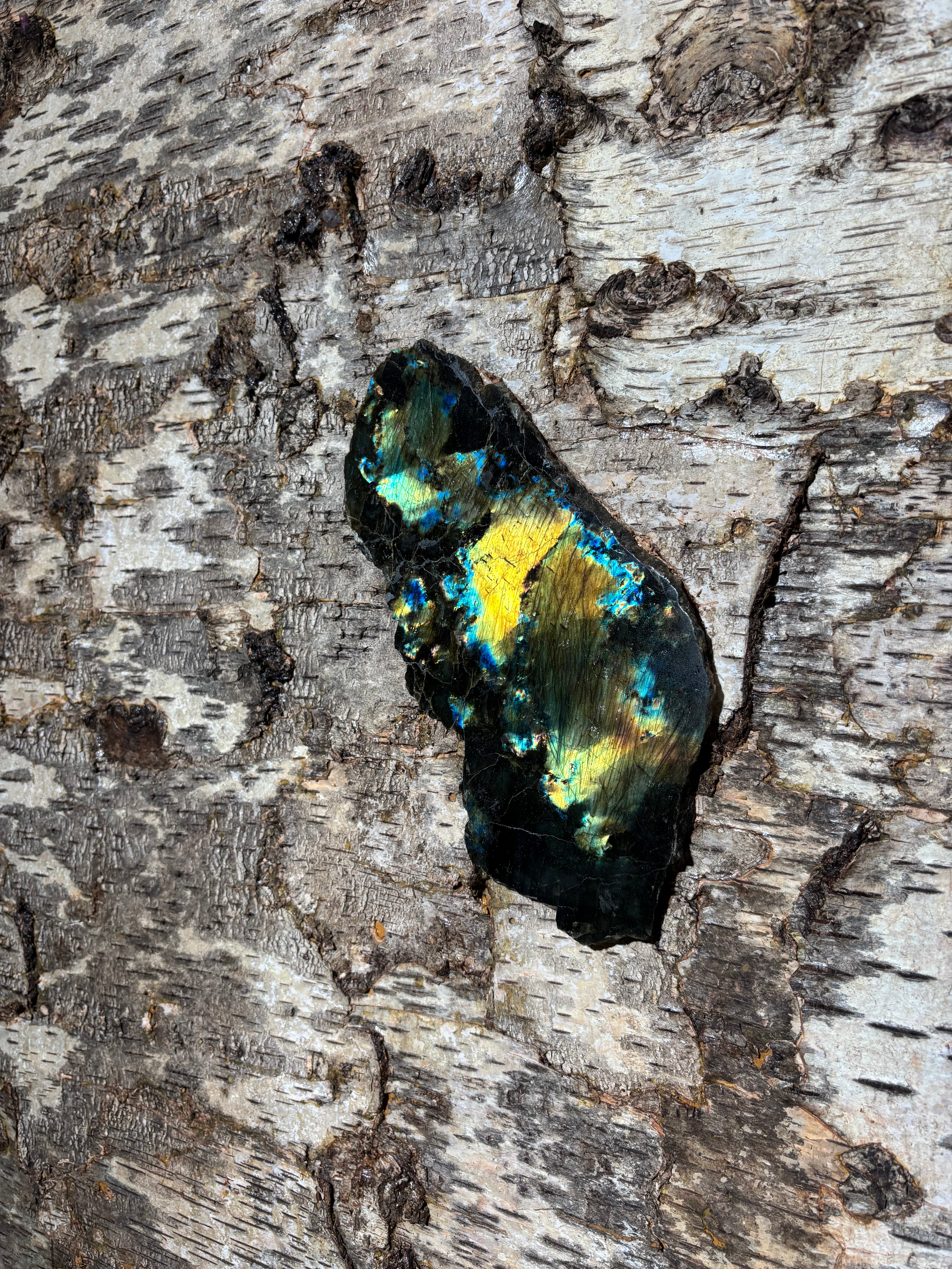 Birch Bark Bookcase by Sophie Gallardo & George Guillaume Cassan