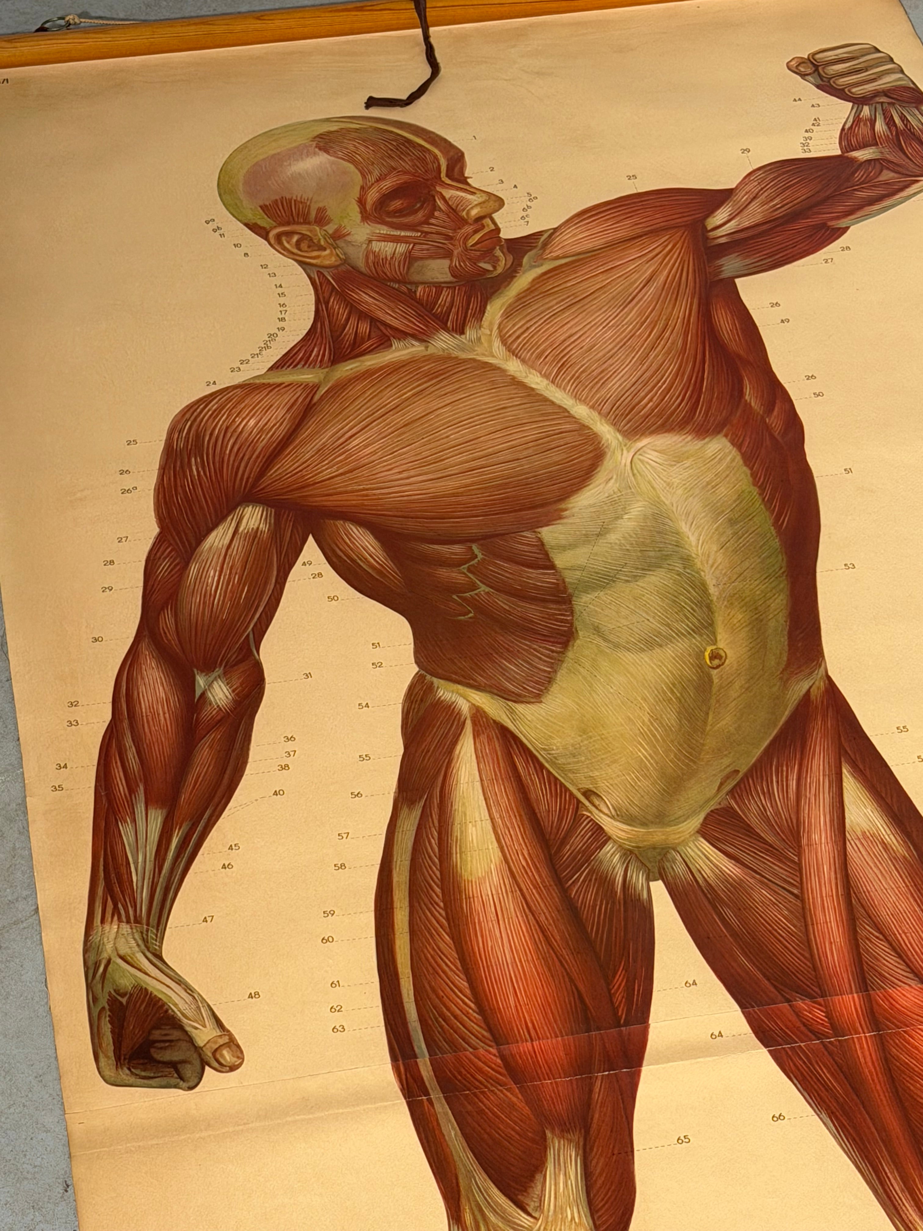 Vintage School Board "Muscle of Man", Germany, 1950s