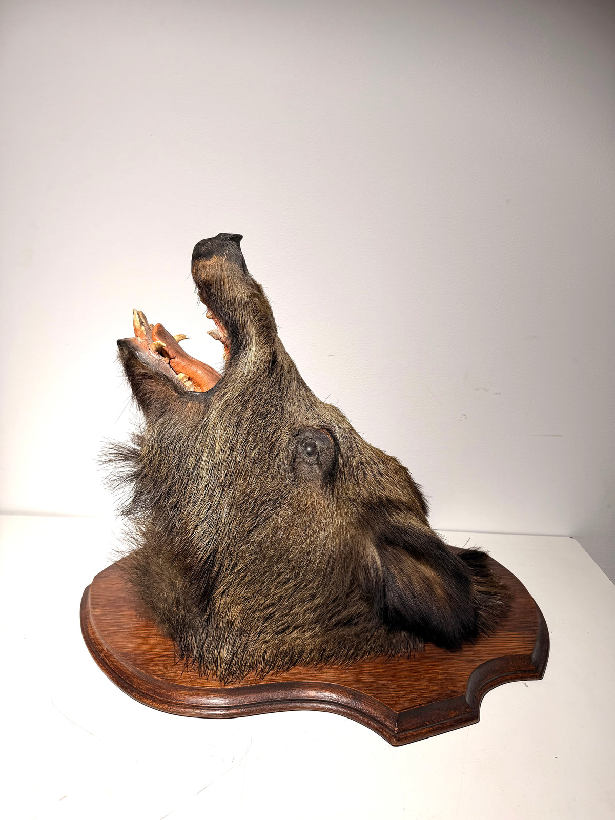 Wild Boar Taxidermy Head on Wooden Shield