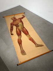 Vintage School Board "Muscle of Man", Germany, 1950s