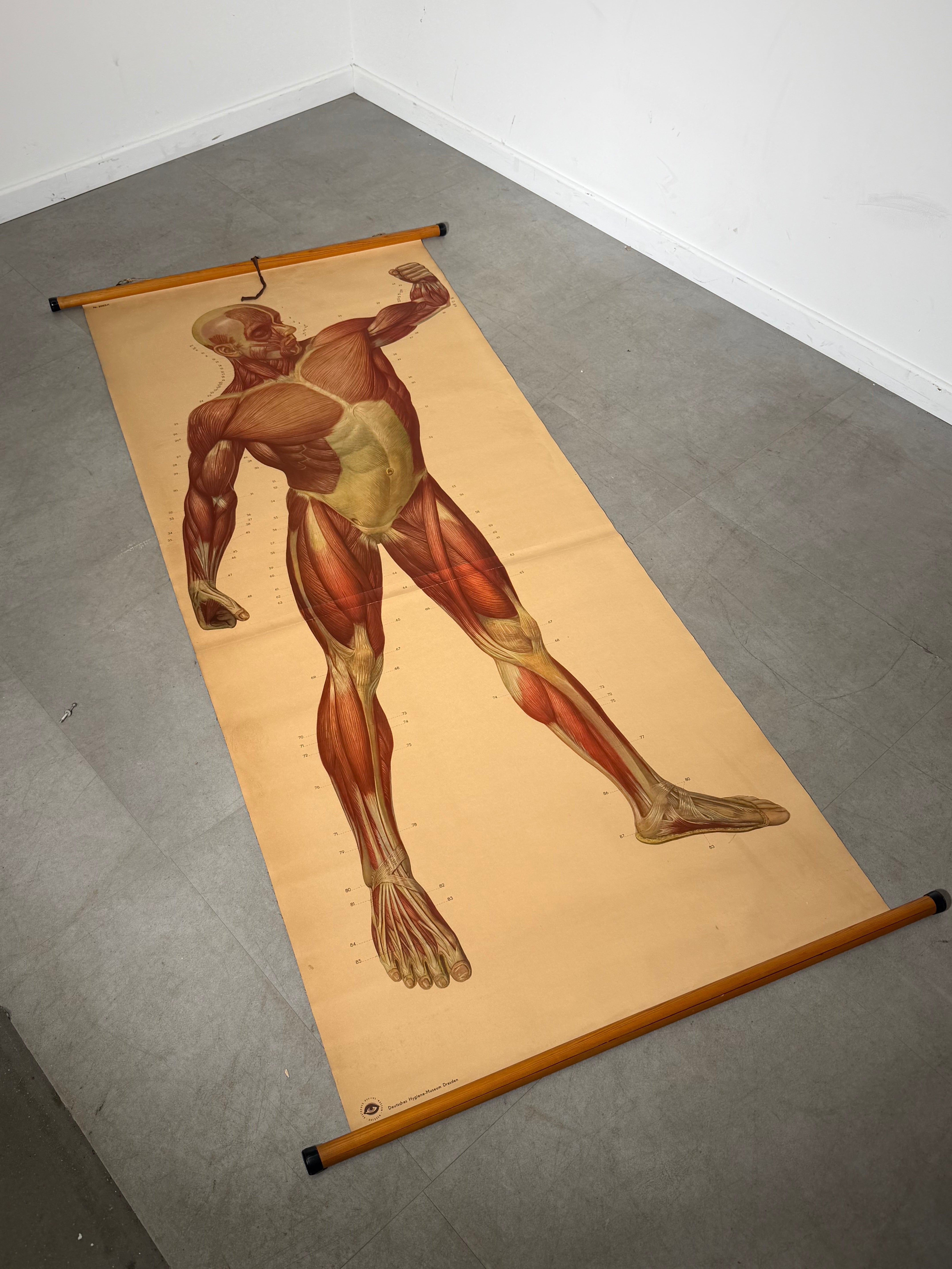 Vintage School Board "Muscle of Man", Germany, 1950s