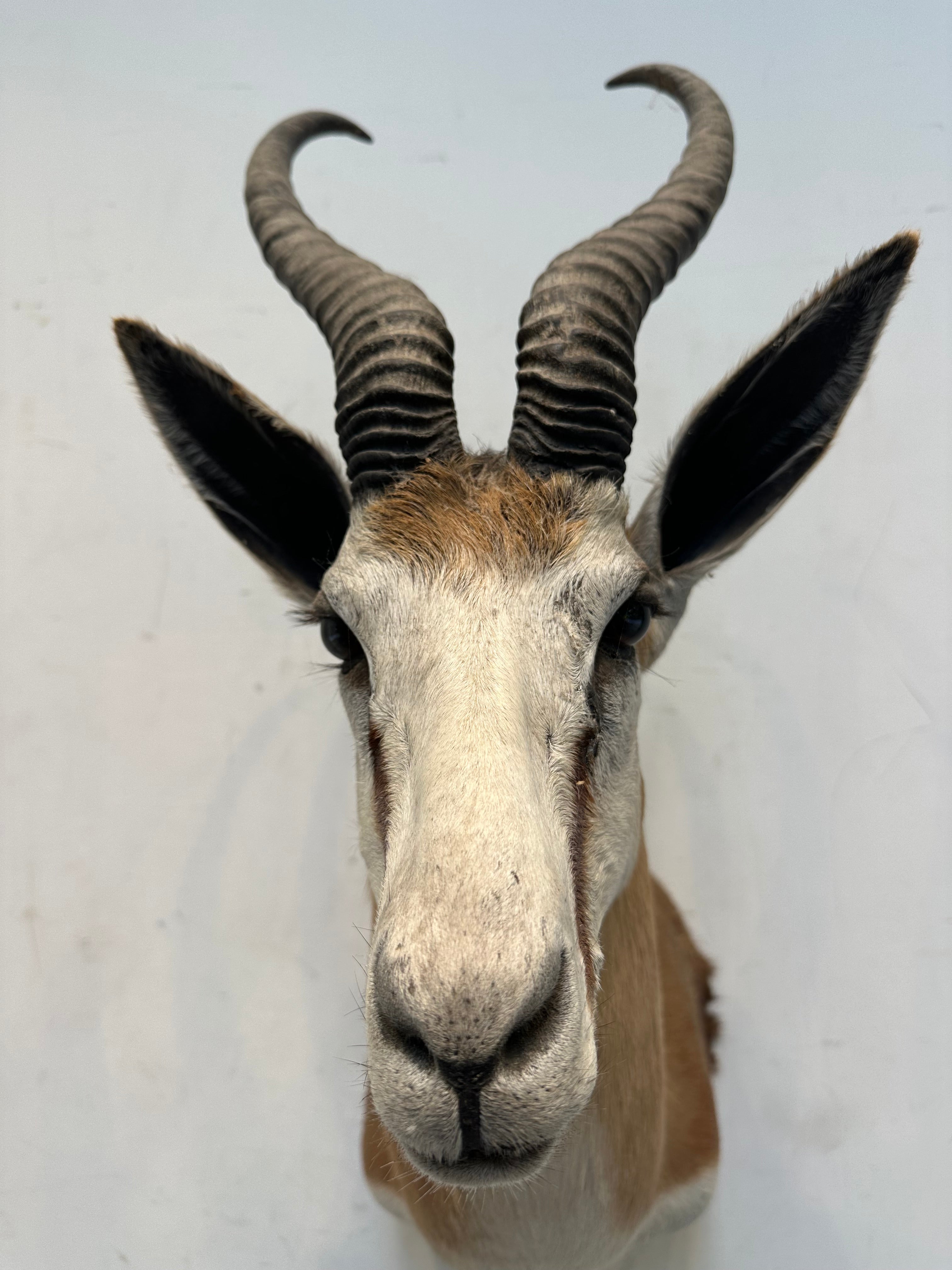 Opgezette antilope