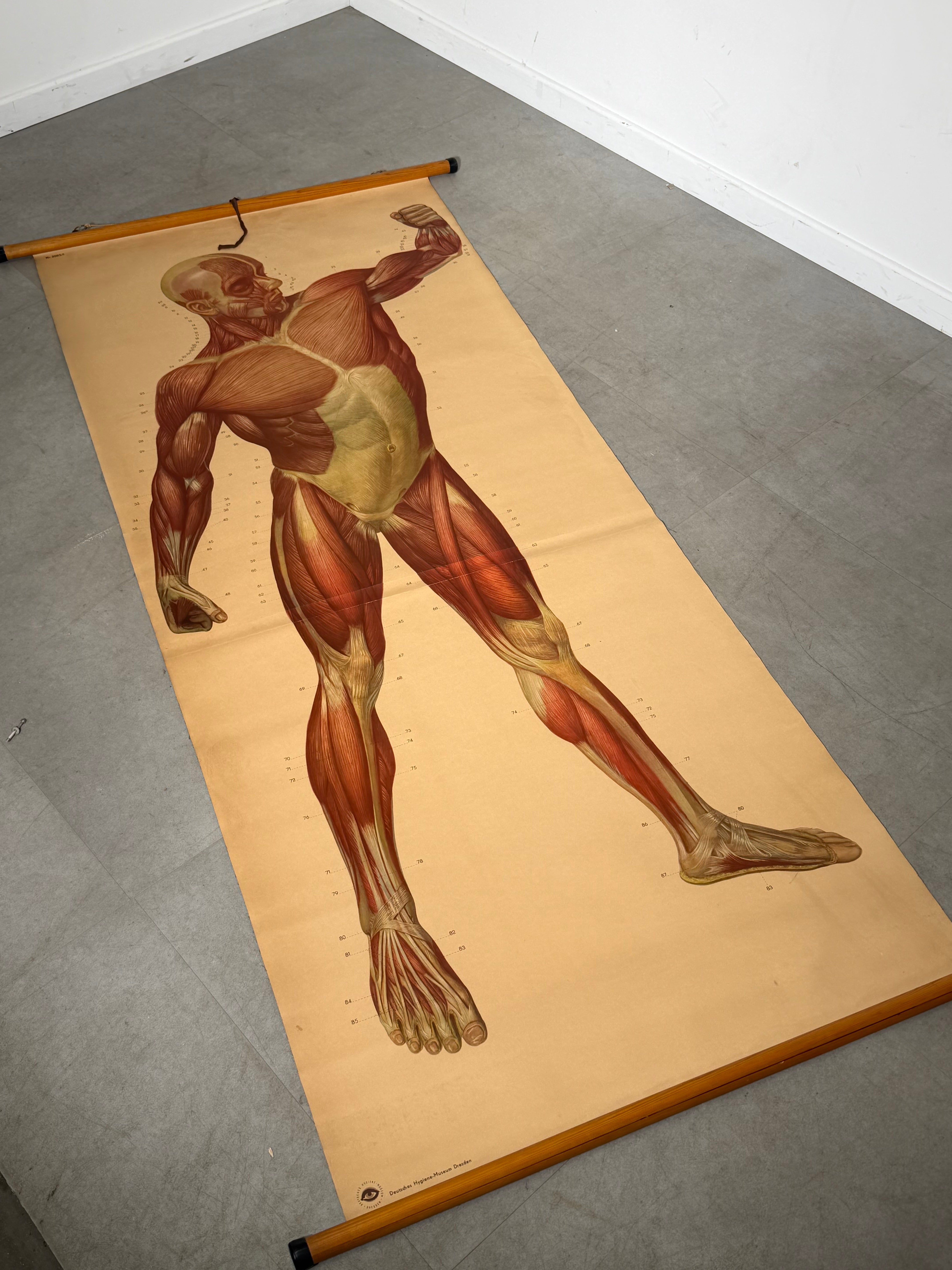 Vintage School Board "Muscle of Man", Germany, 1950s
