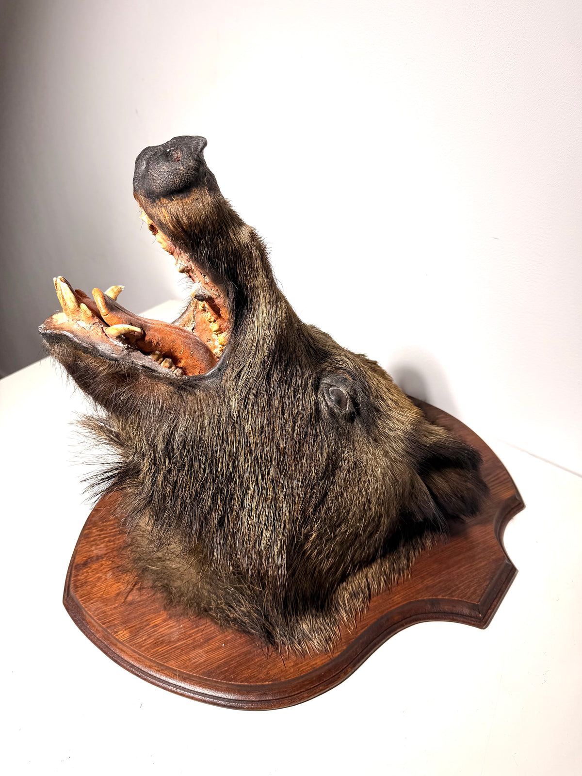 Wild Boar Taxidermy Head on Wooden Shield