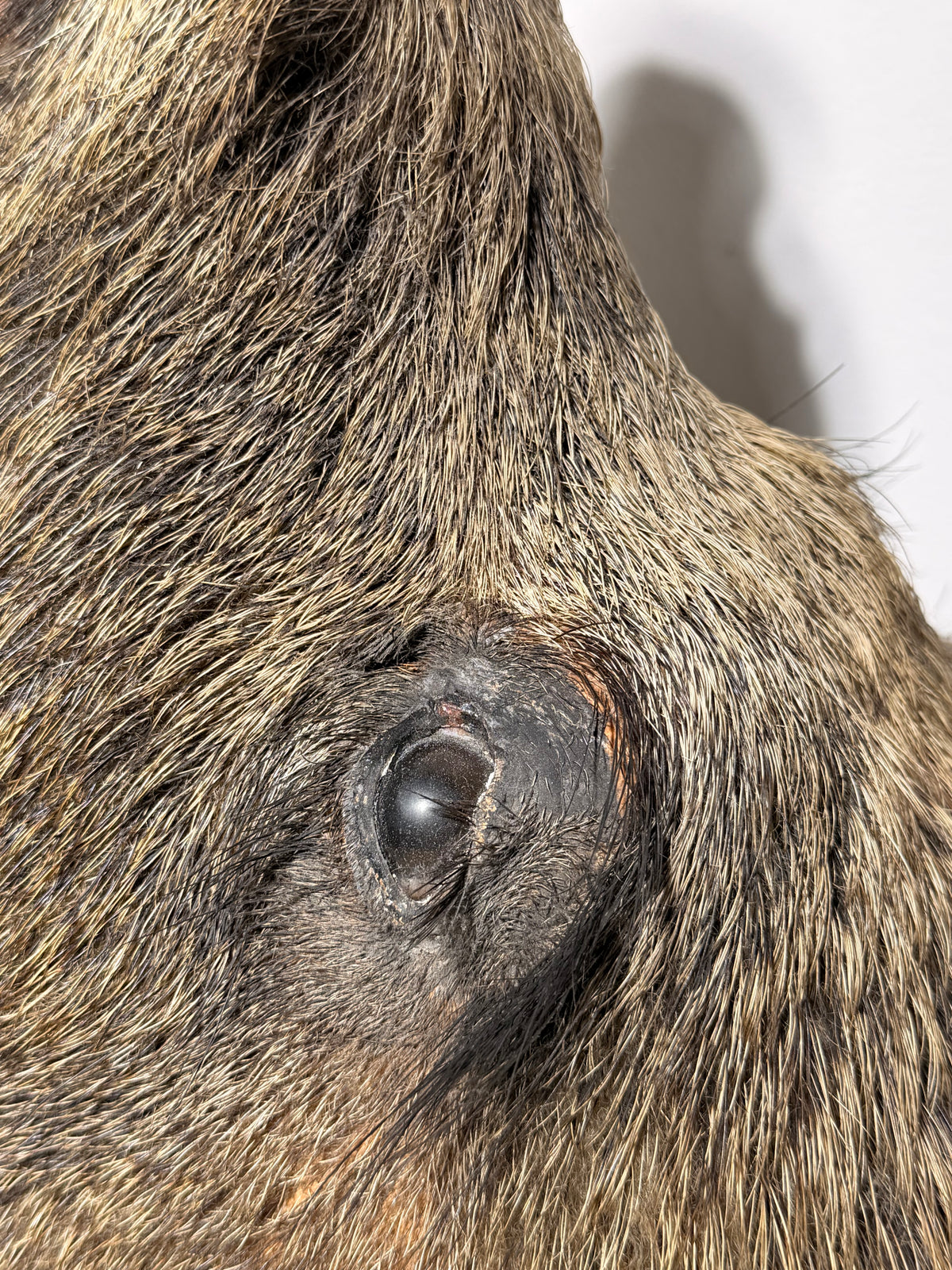 Wild Boar Taxidermy Head on Wooden Shield