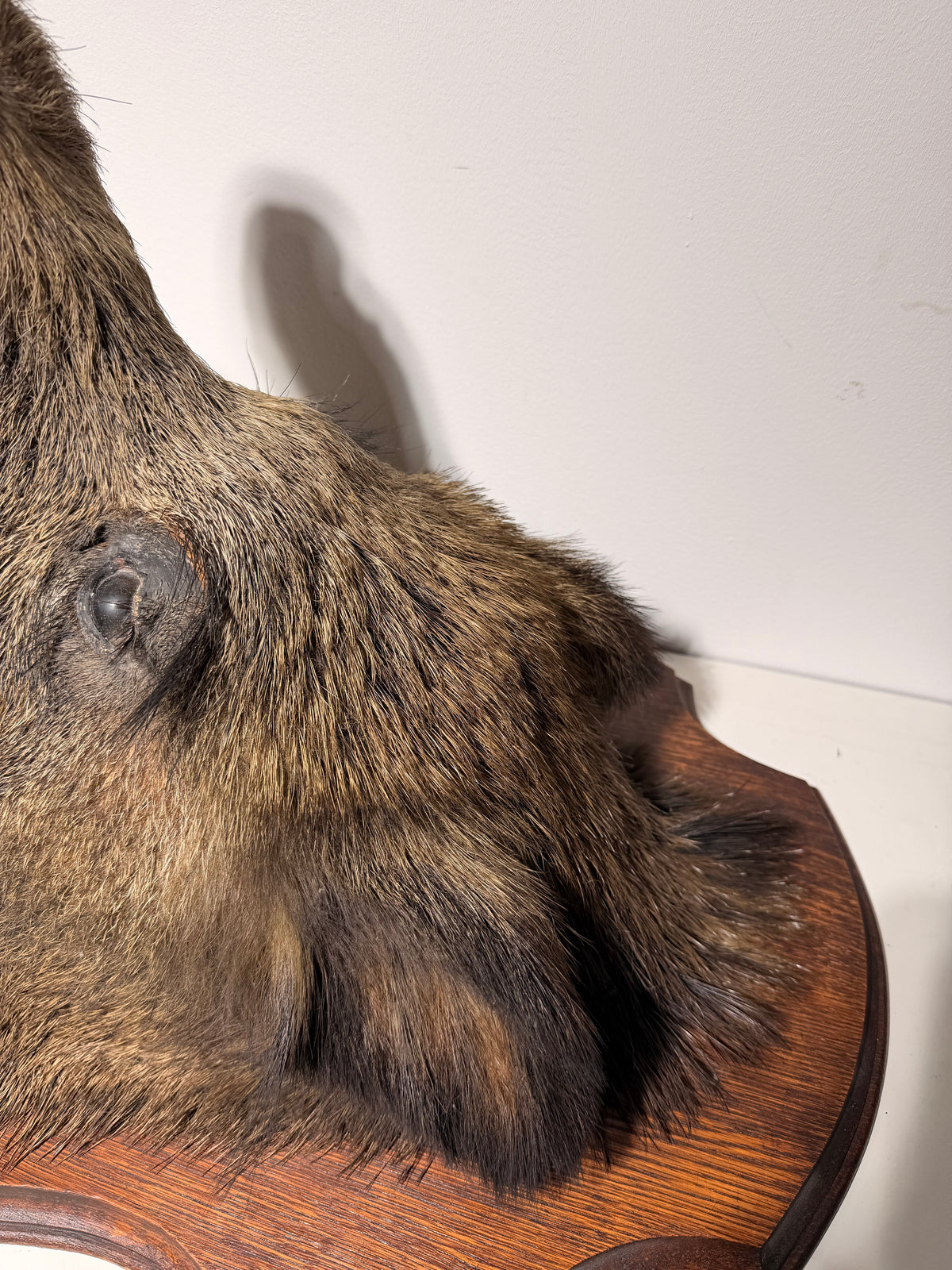 Wild Boar Taxidermy Head on Wooden Shield