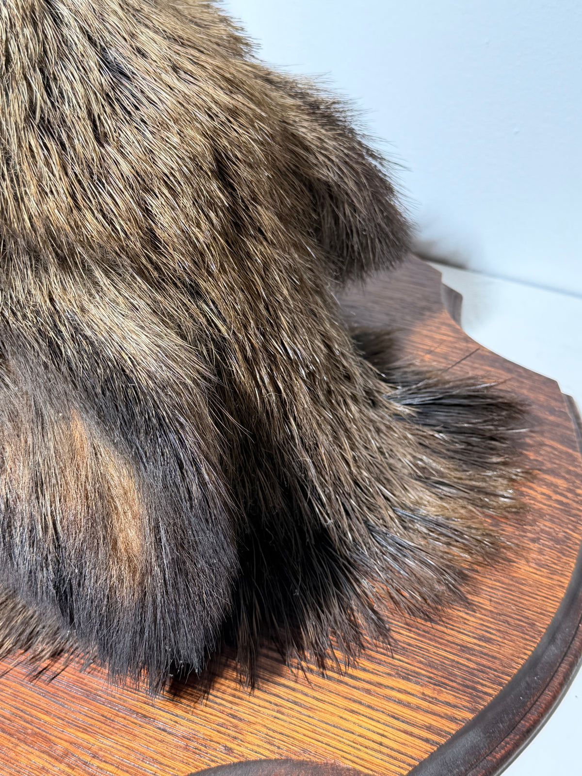 Wild Boar Taxidermy Head on Wooden Shield