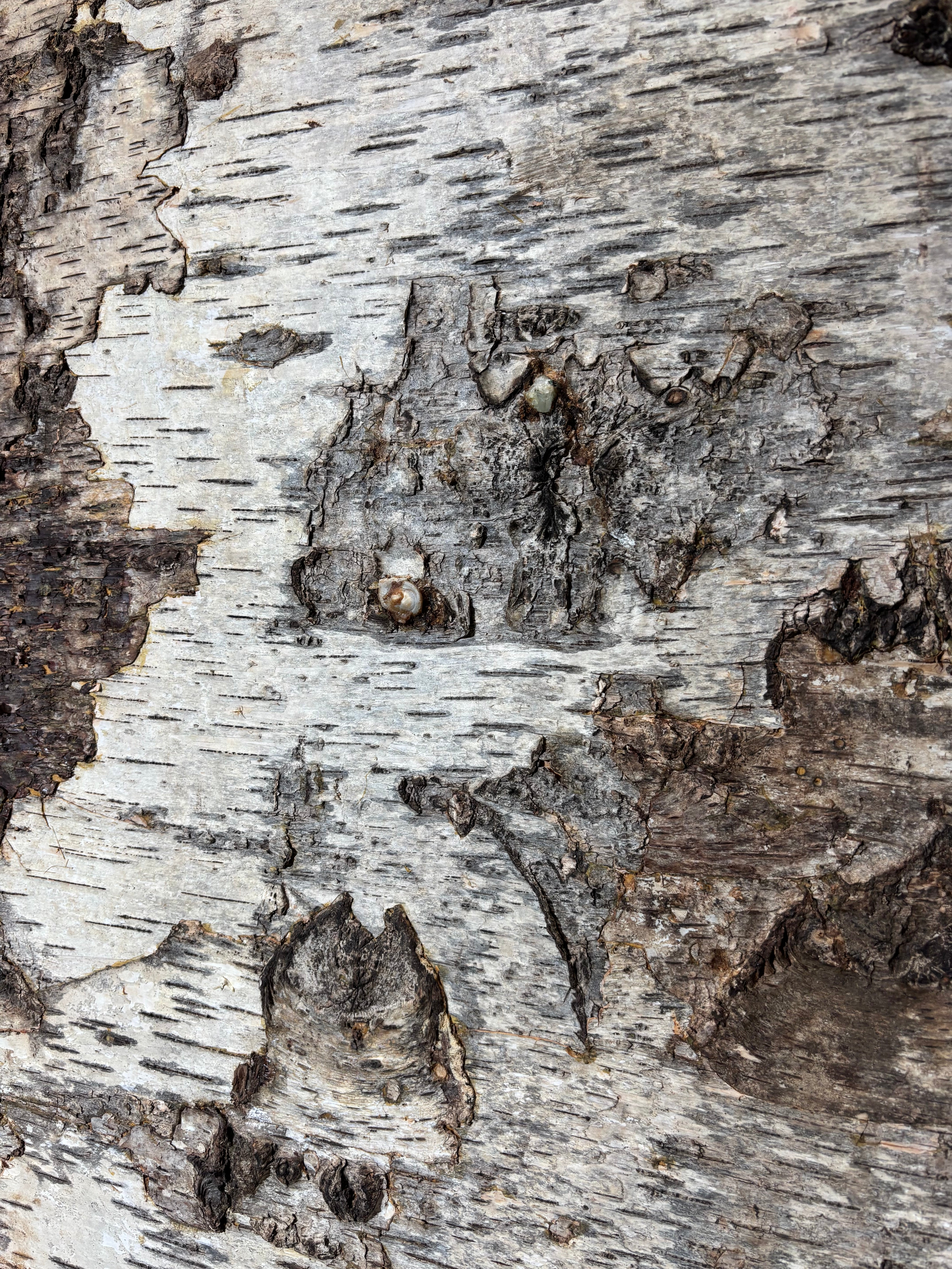 Birch Bark Bookcase by Sophie Gallardo & George Guillaume Cassan