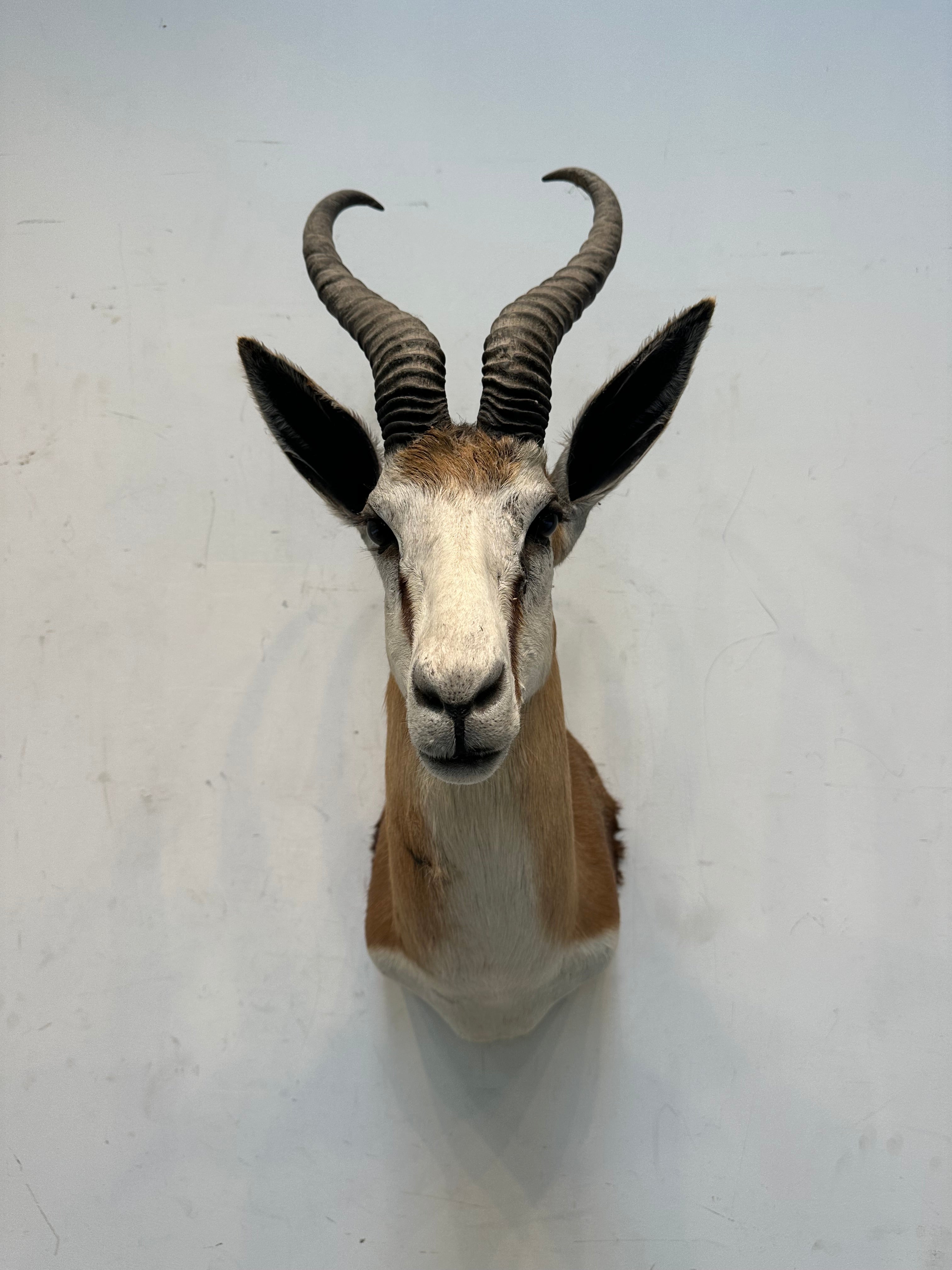 Opgezette antilope