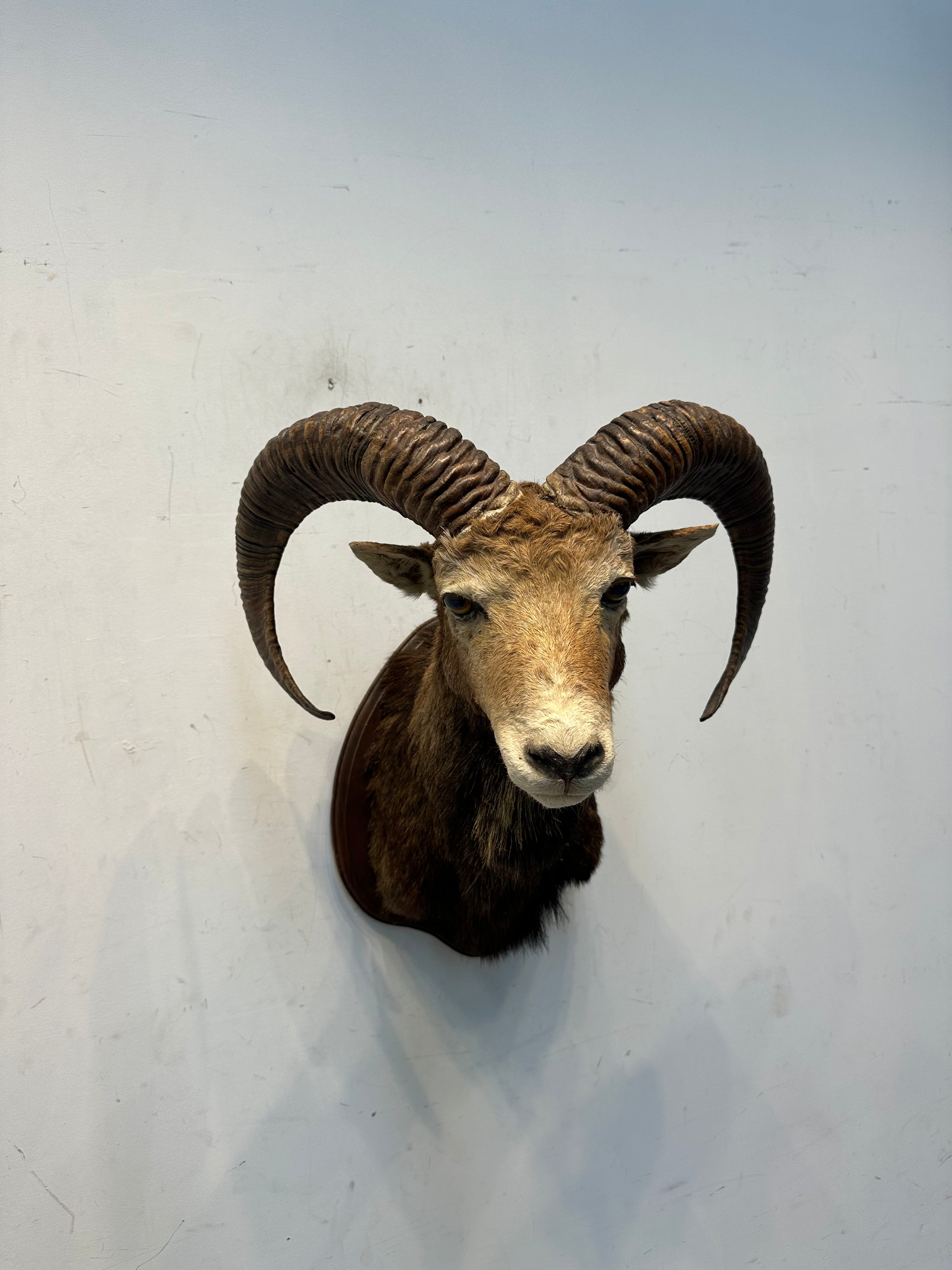 Taxidermy Ram Head | Troc Leuven