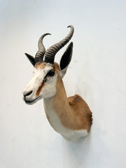 Opgezette antilope