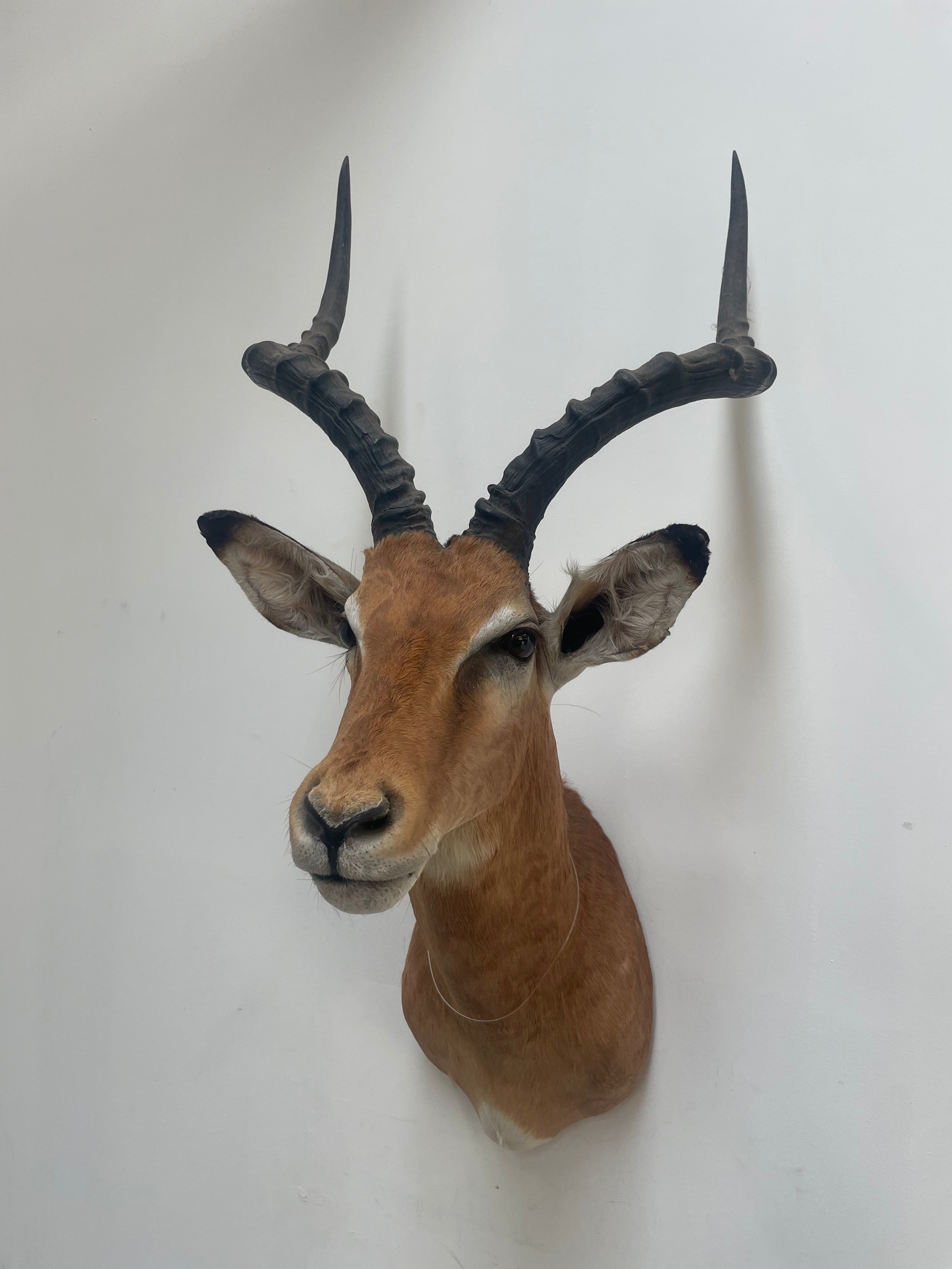 Taxidermy “Impala Head”