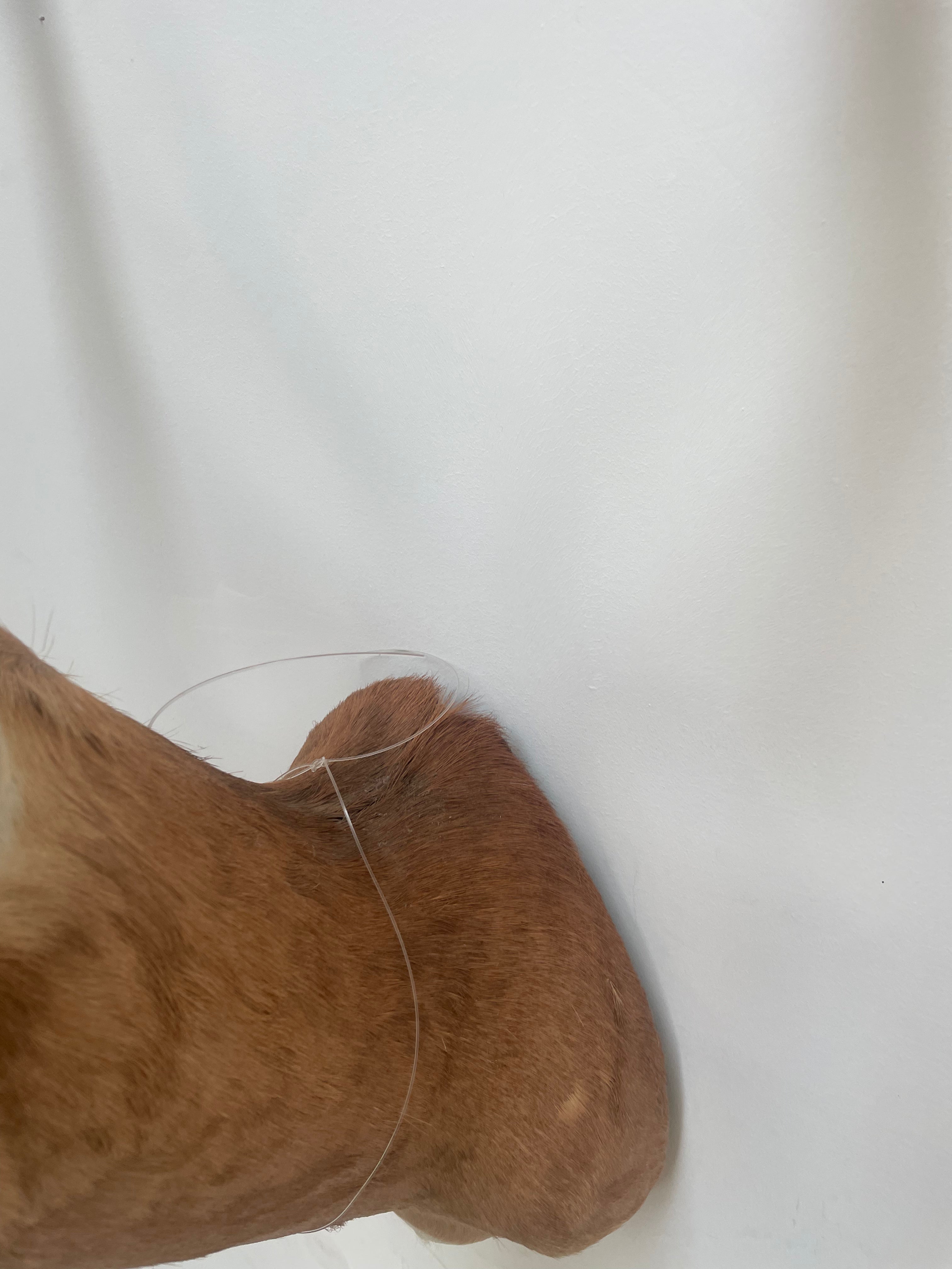 Taxidermy “Impala Head”