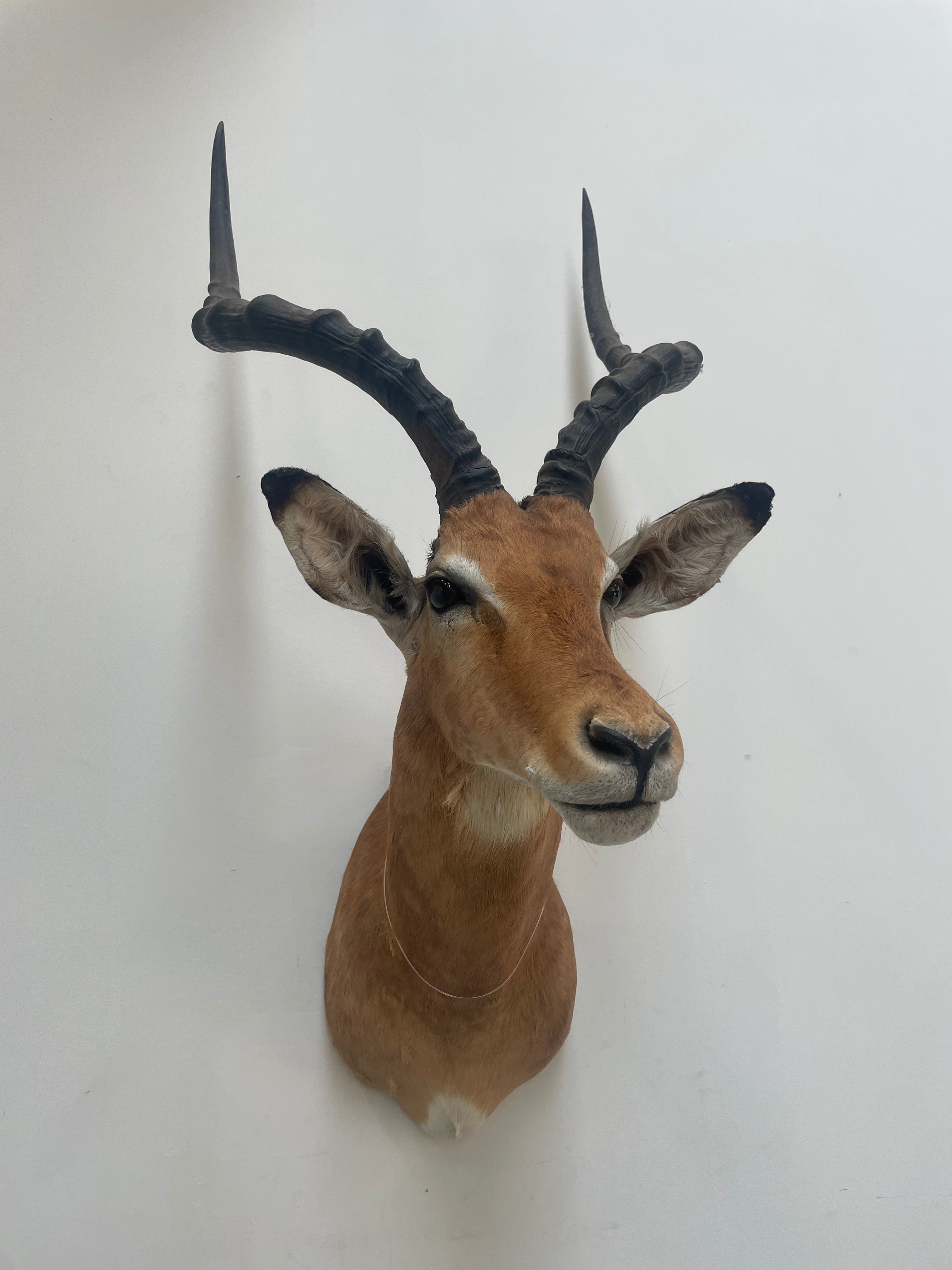 Taxidermy “Impala Head”