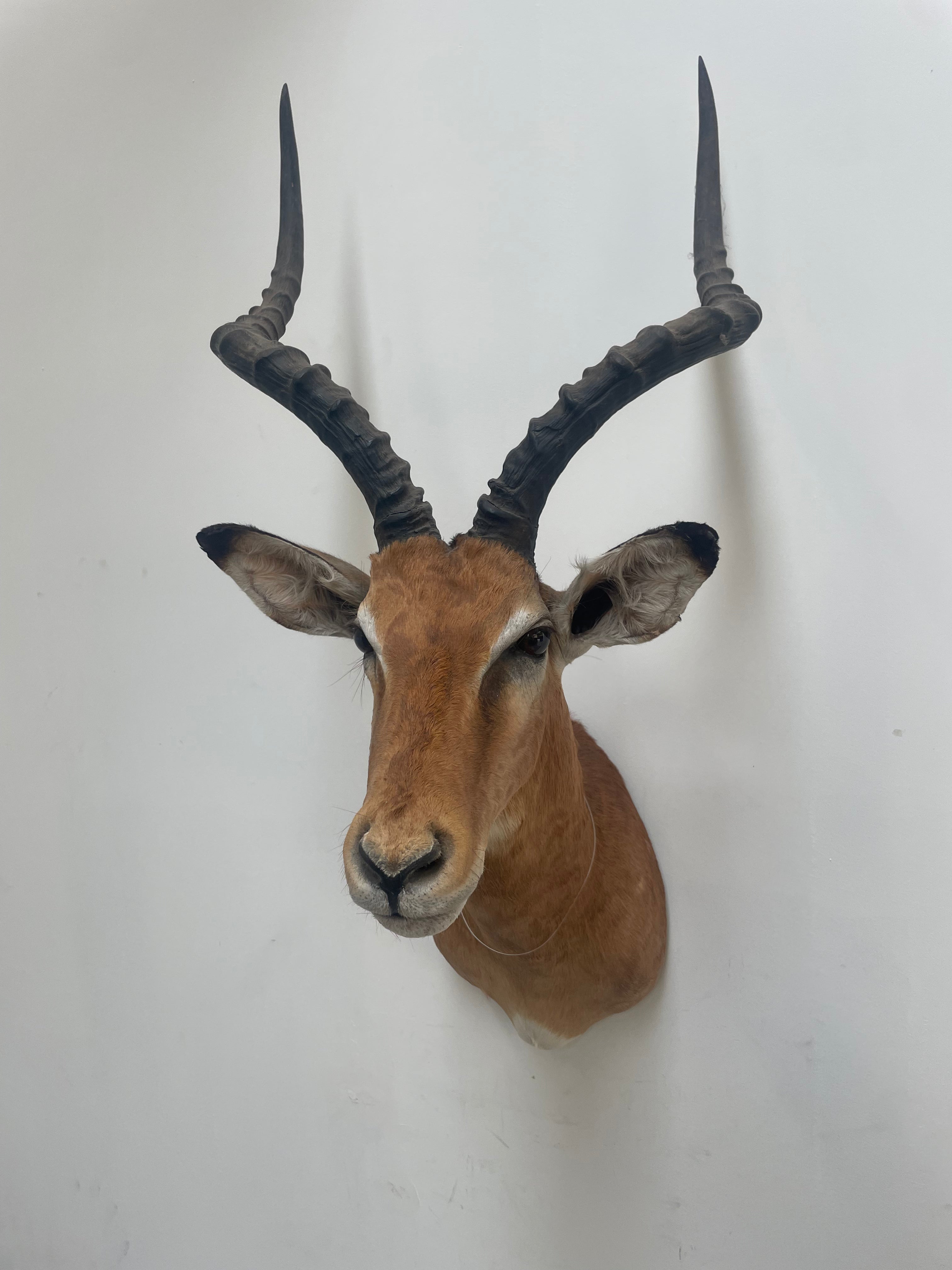 Taxidermy “Impala Head”