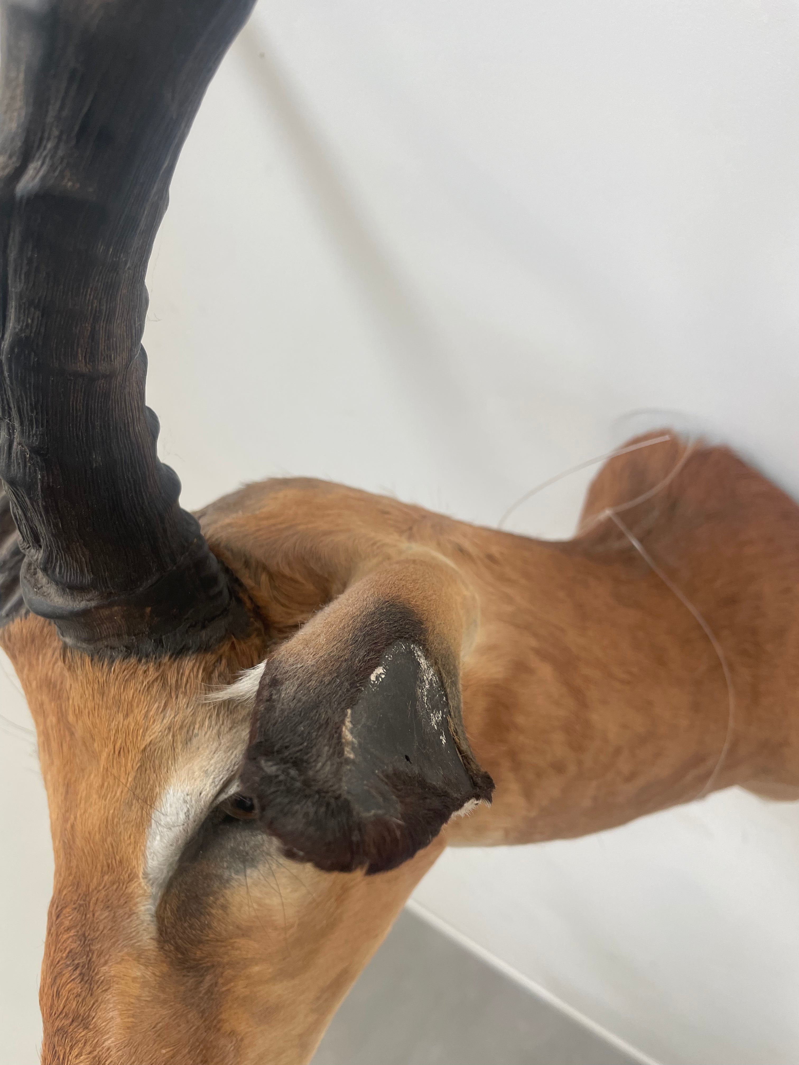 Taxidermy “Impala Head”
