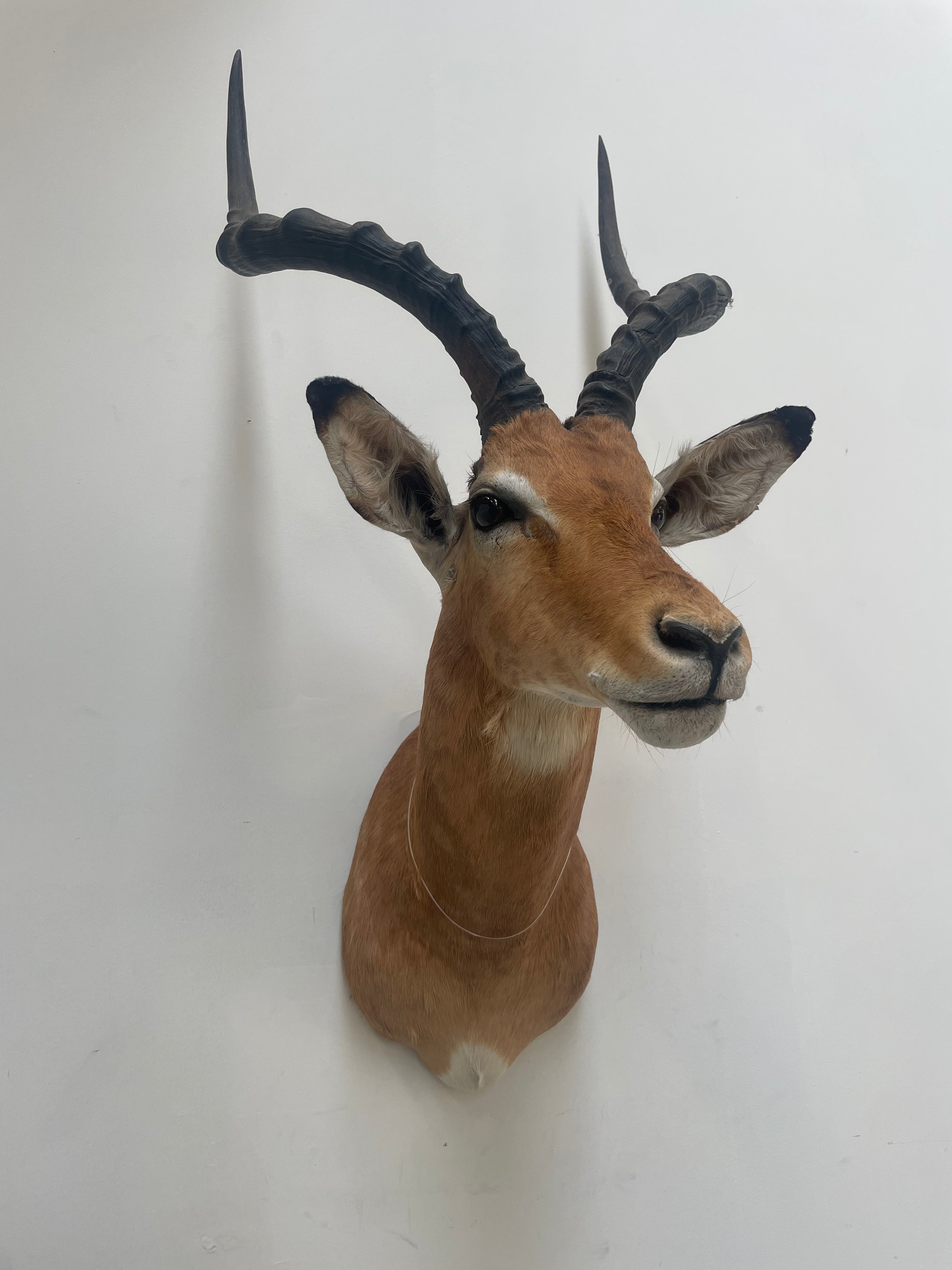 Taxidermy “Impala Head”