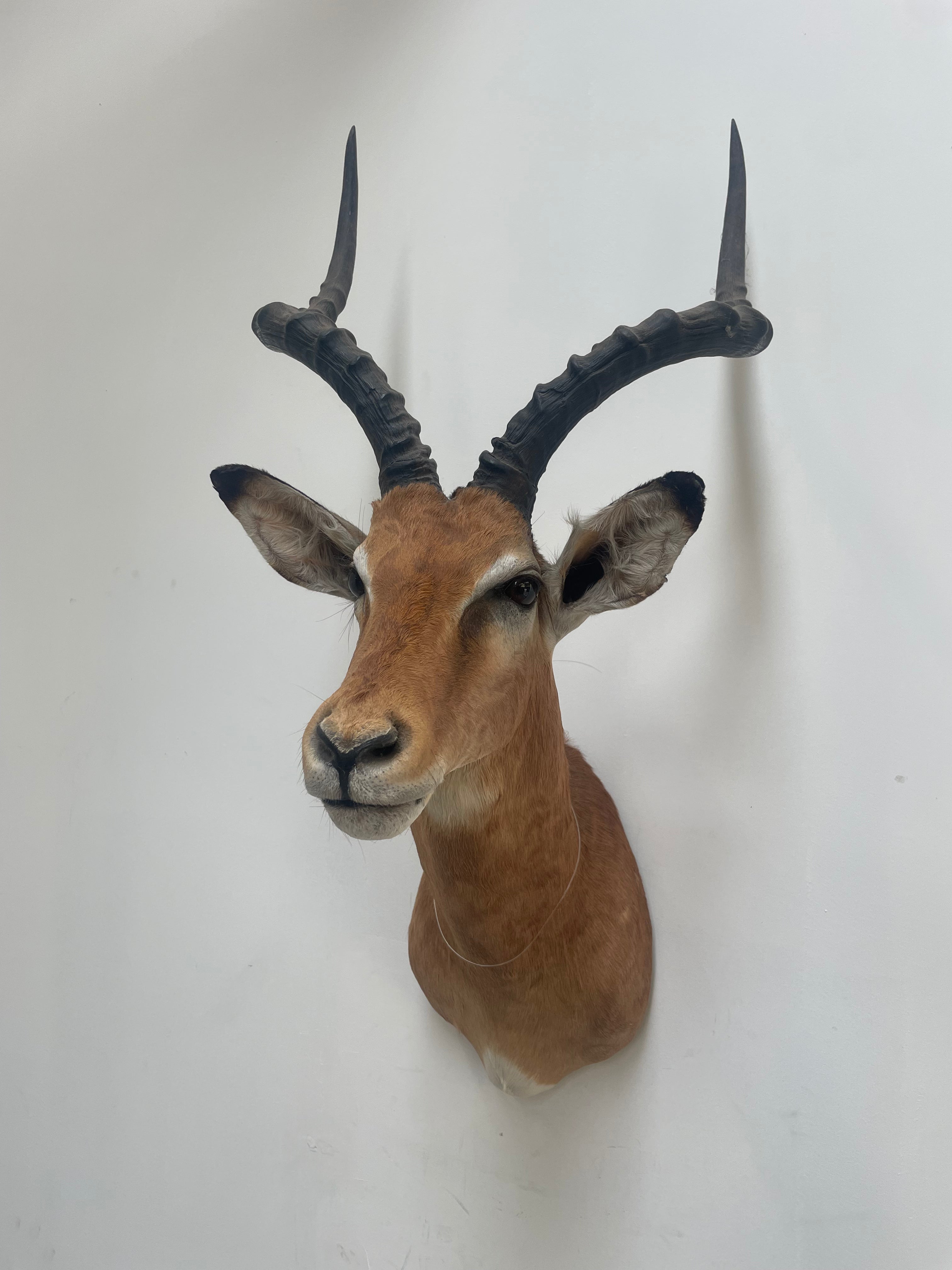 Taxidermy “Impala Head”