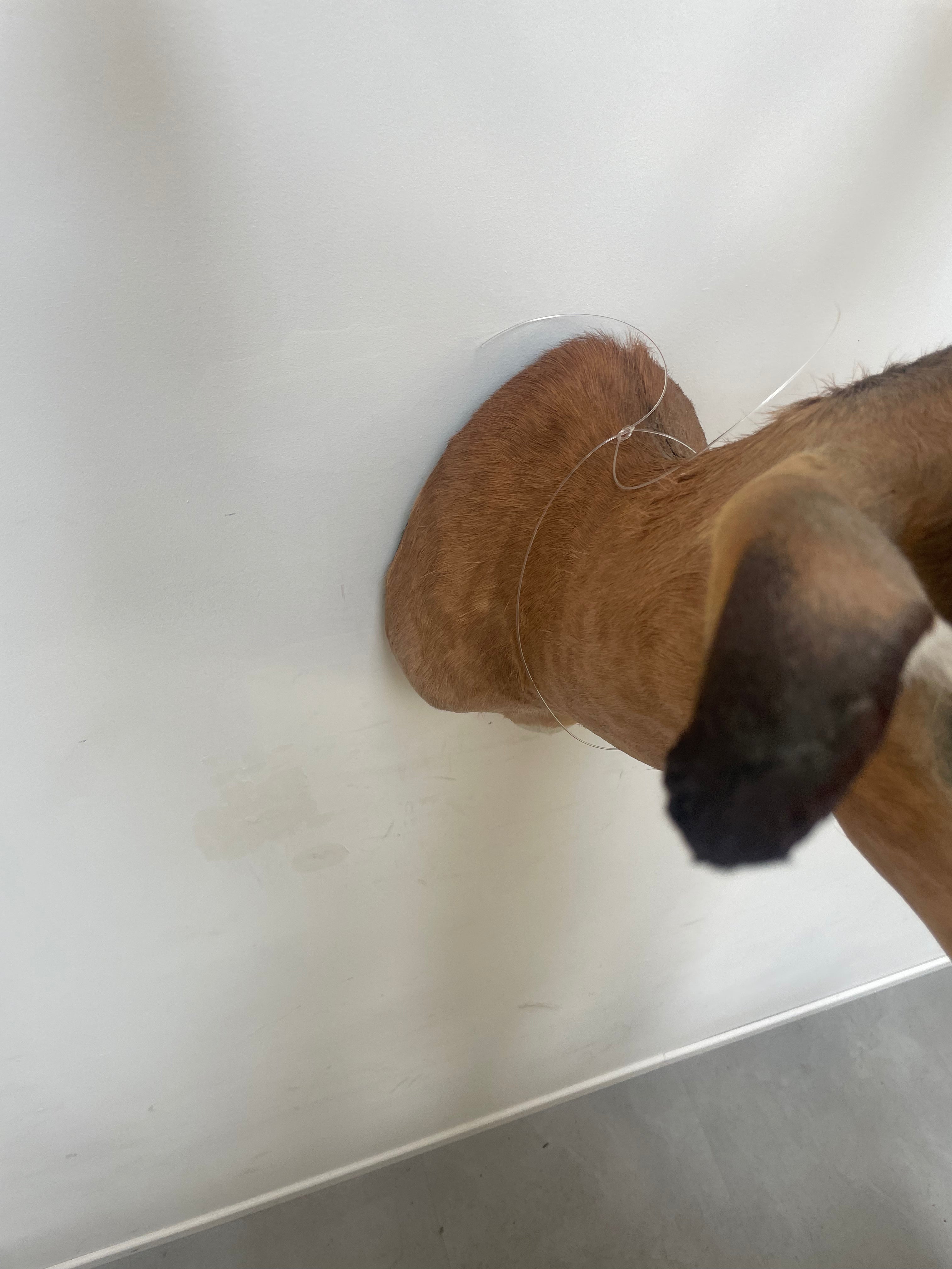 Taxidermy “Impala Head”